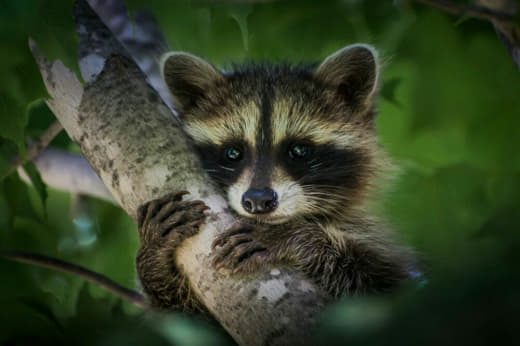 raccoon 26.02.2020