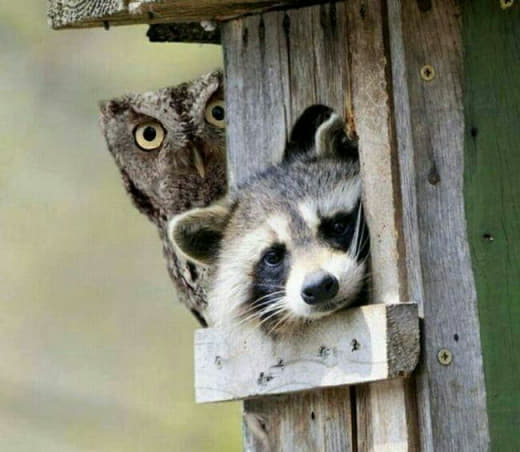 raccoon 26.02.2020