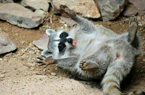 raccoon 26.02.2020