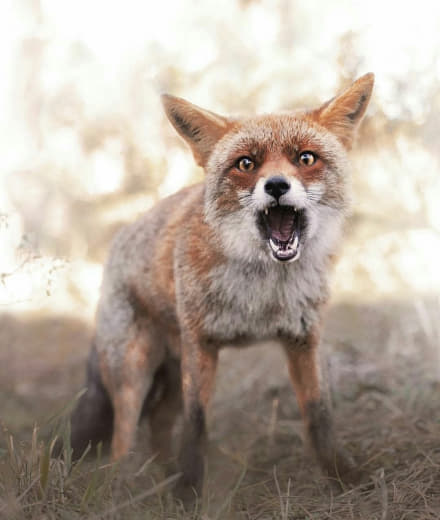 raccoon 26.02.2020