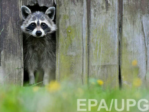 raccoon 26.02.2020