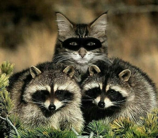 raccoon 26.02.2020