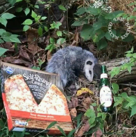 raccoon 26.02.2020