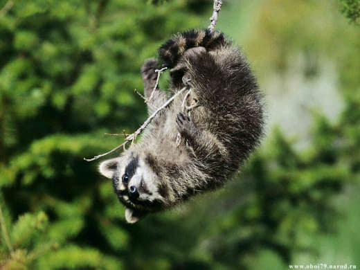 raccoon 25.02.2020