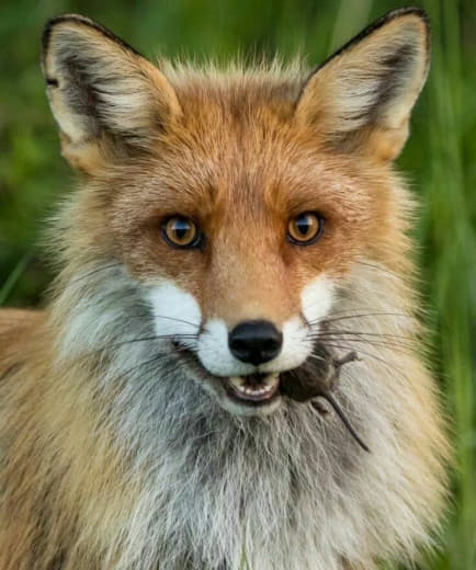 raccoon 25.02.2020