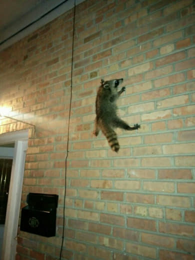 raccoon 25.02.2020