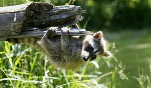 raccoon 25.02.2020