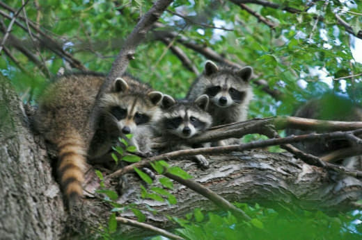 raccoon 25.02.2020