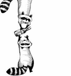 raccoon 25.02.2020
