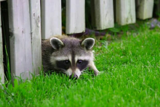 raccoon 24.02.2020