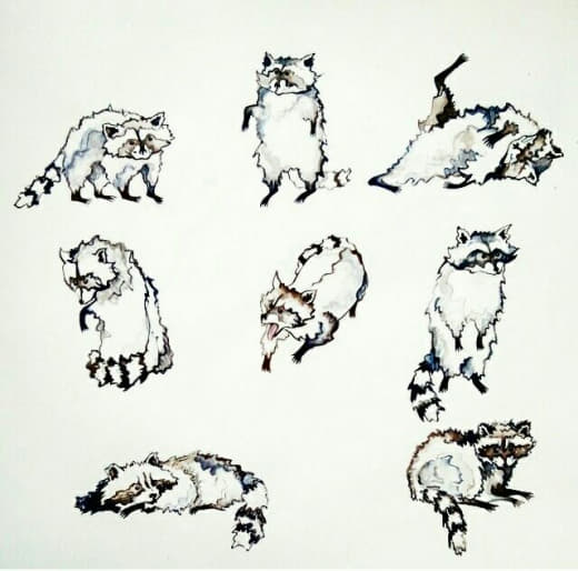 raccoon 24.02.2020