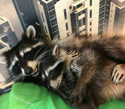 raccoon 24.02.2020