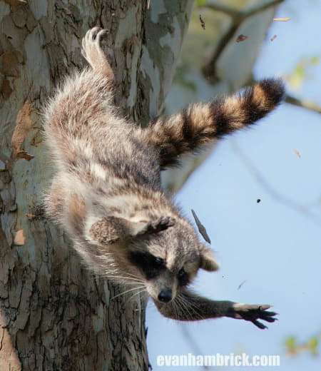 raccoon 24.02.2020