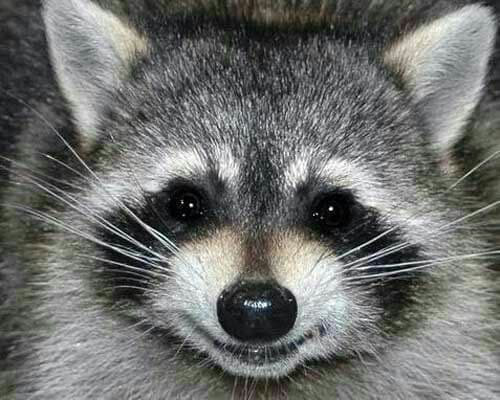 raccoon 23.02.2020