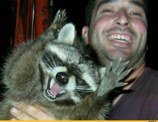 raccoon 23.02.2020