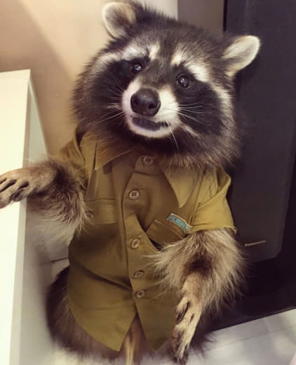 raccoon 23.02.2020
