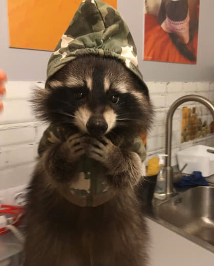 raccoon 23.02.2020