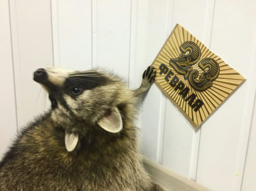 raccoon 23.02.2020