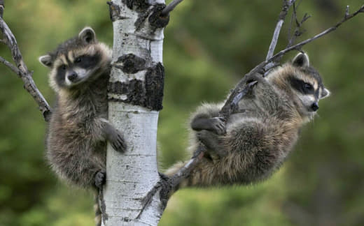 raccoon 23.02.2020