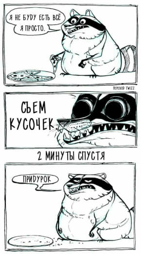 raccoon 22.02.2020