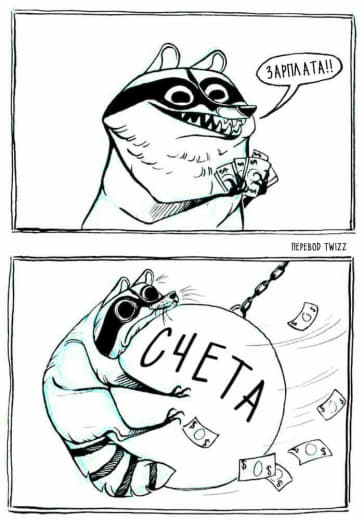 raccoon 22.02.2020