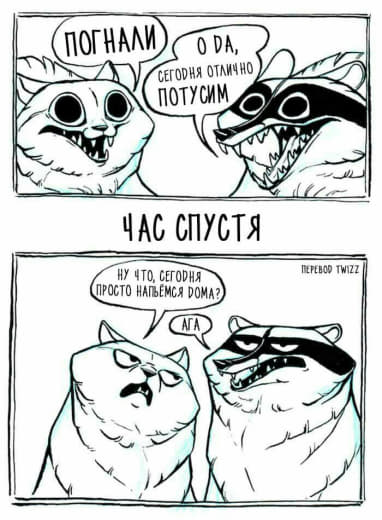 raccoon 22.02.2020