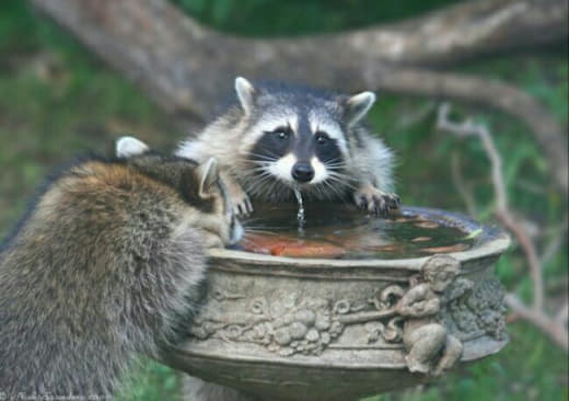 raccoon 22.02.2020