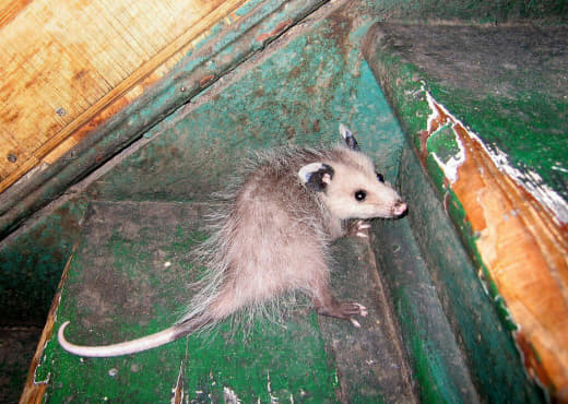 raccoon 21.02.2020