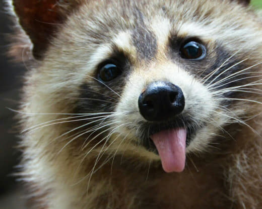 raccoon 20.02.2020
