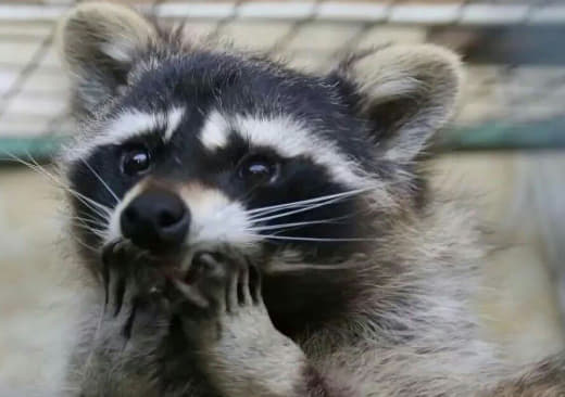 raccoon 20.02.2020