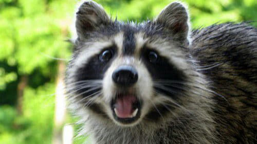 raccoon 20.02.2020