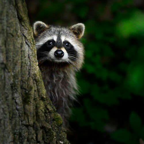 raccoon 20.02.2020