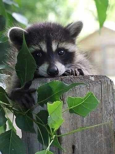 raccoon 20.02.2020