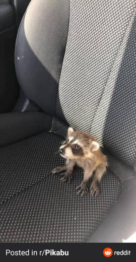 raccoon 20.02.2020