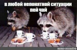 raccoon 20.02.2020
