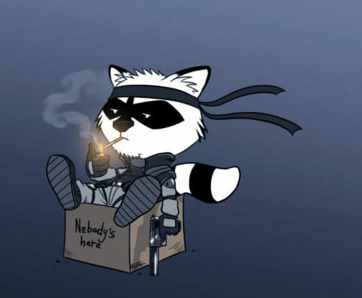 raccoon 19.02.2020