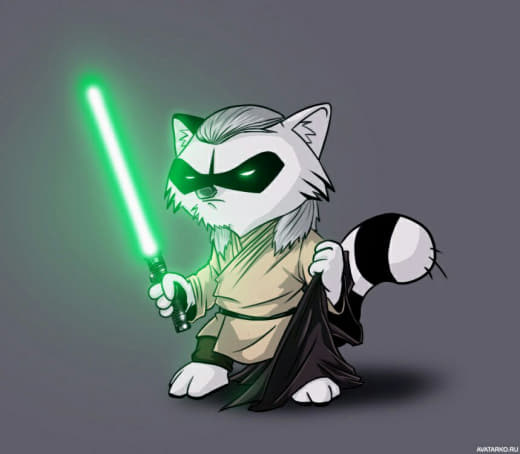 raccoon 19.02.2020