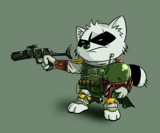 raccoon 19.02.2020