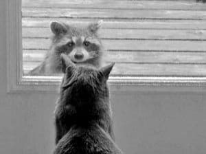 raccoon 19.02.2020