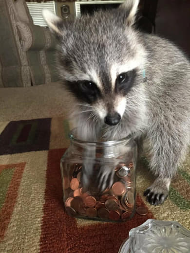 raccoon 18.02.2020