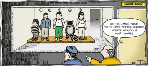 raccoon 18.02.2020