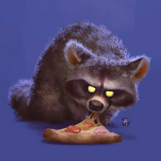 raccoon 18.02.2020