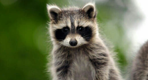raccoon 18.02.2020