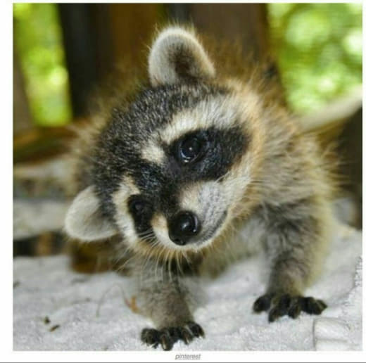 raccoon 18.02.2020