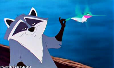 raccoon 18.02.2020