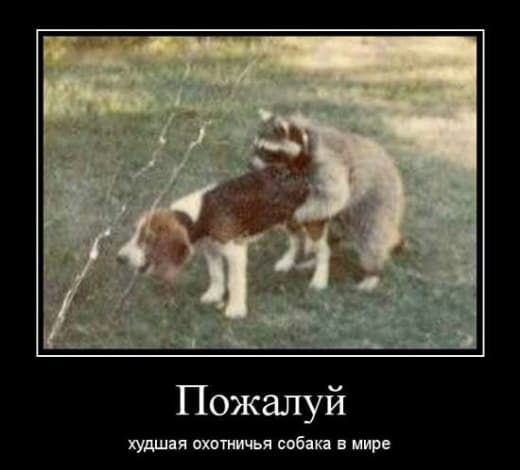 raccoon 17.02.2020