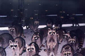 raccoon 17.02.2020