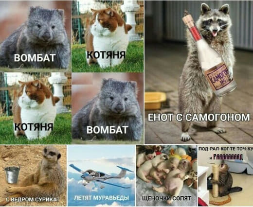 raccoon 17.02.2020