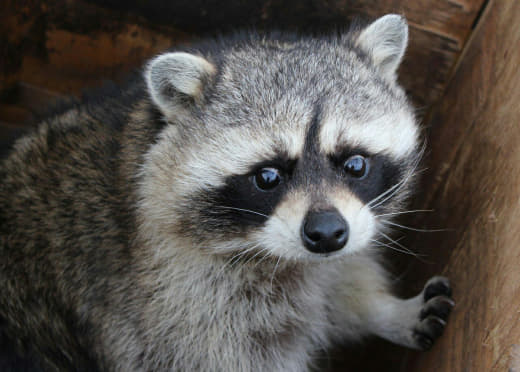 raccoon 17.02.2020