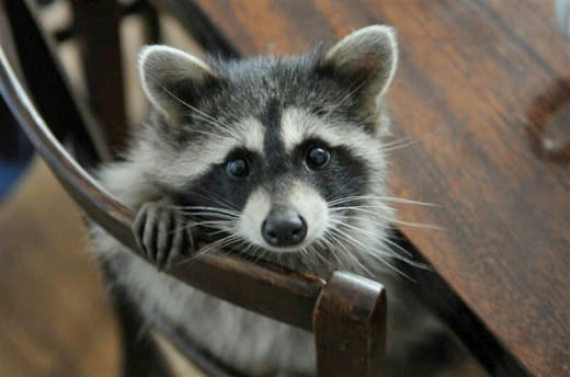 raccoon 17.02.2020